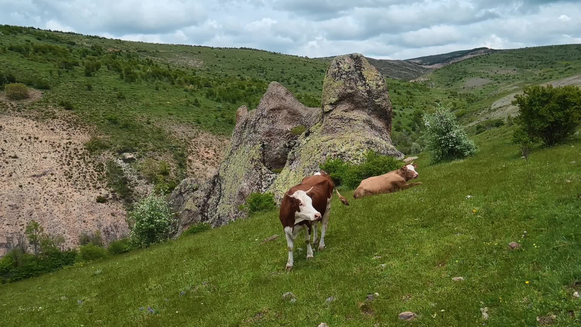 Yozgat’a endemik Cehrilik Lalesi'ne 840 bin liralık koruma