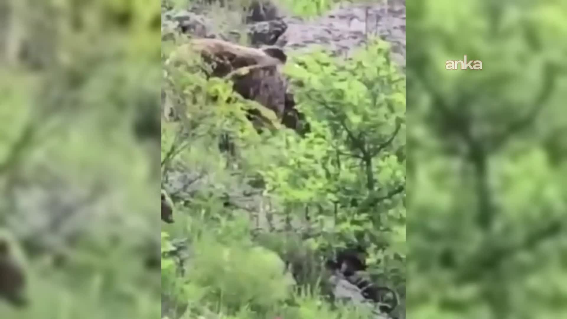 Sinop'ta yiyecek arayan ayı ailesi kameralara yansıdı