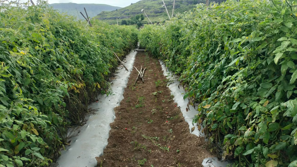 AB üyesi 17 ülkeden ortak bütçe çağrısı: Tarım ve uyum fonları korunsun