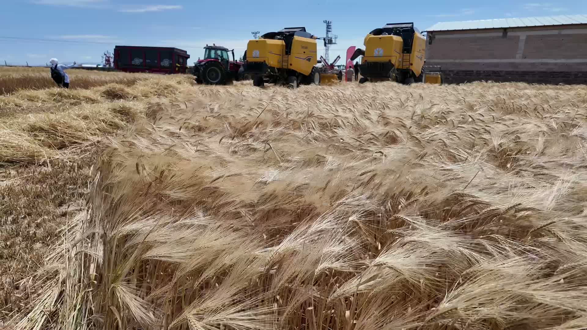 Yozgat’ta arpa hasadı başladı: Verim yüksek, üretici fiyatlardan dertli