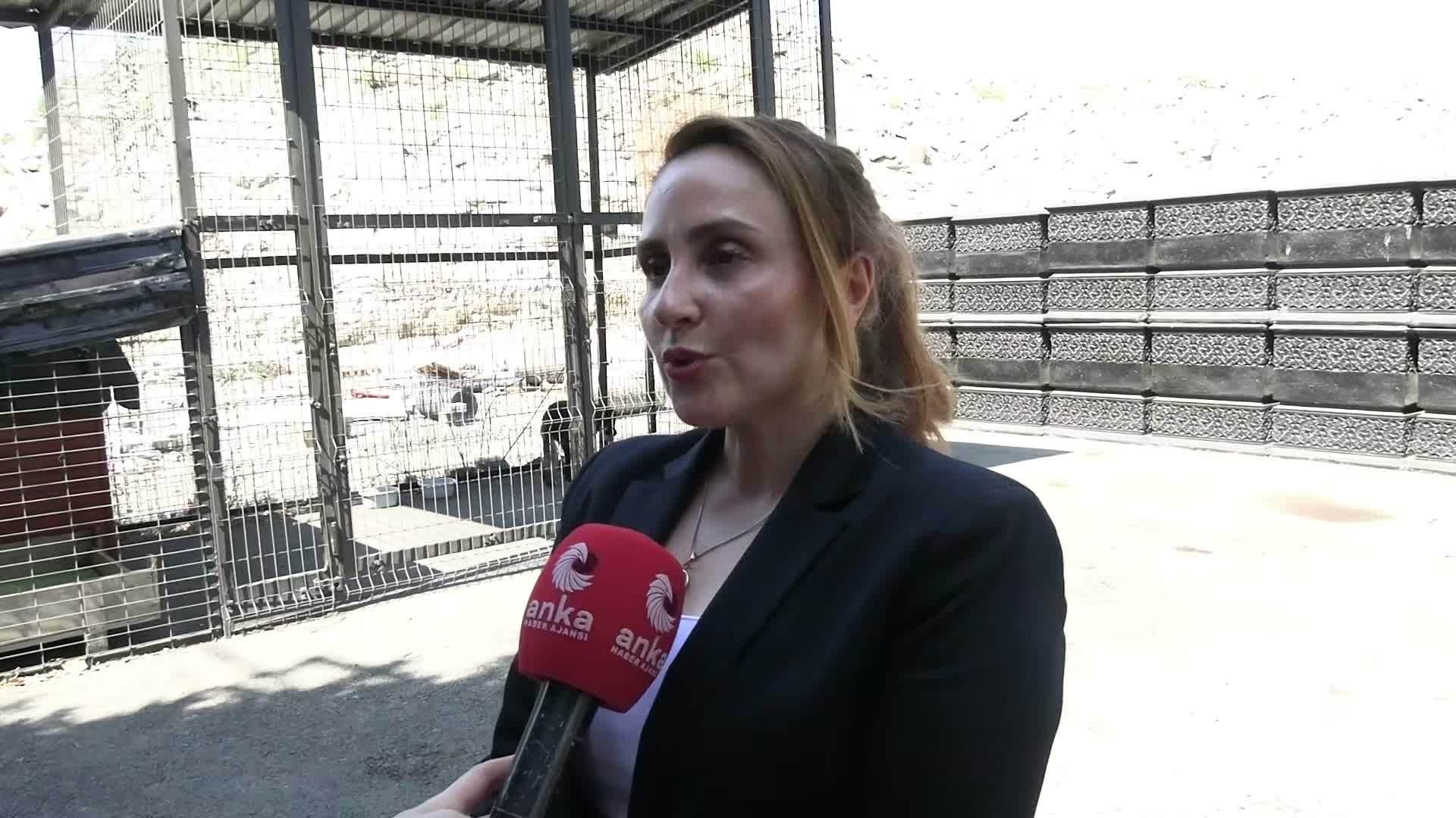 İBB Ağaç ve Peyzaj AŞ’den 26 Ağustos Dünya Köpek Günü'nde örnek adım: İki can dostu daha sahiplendi