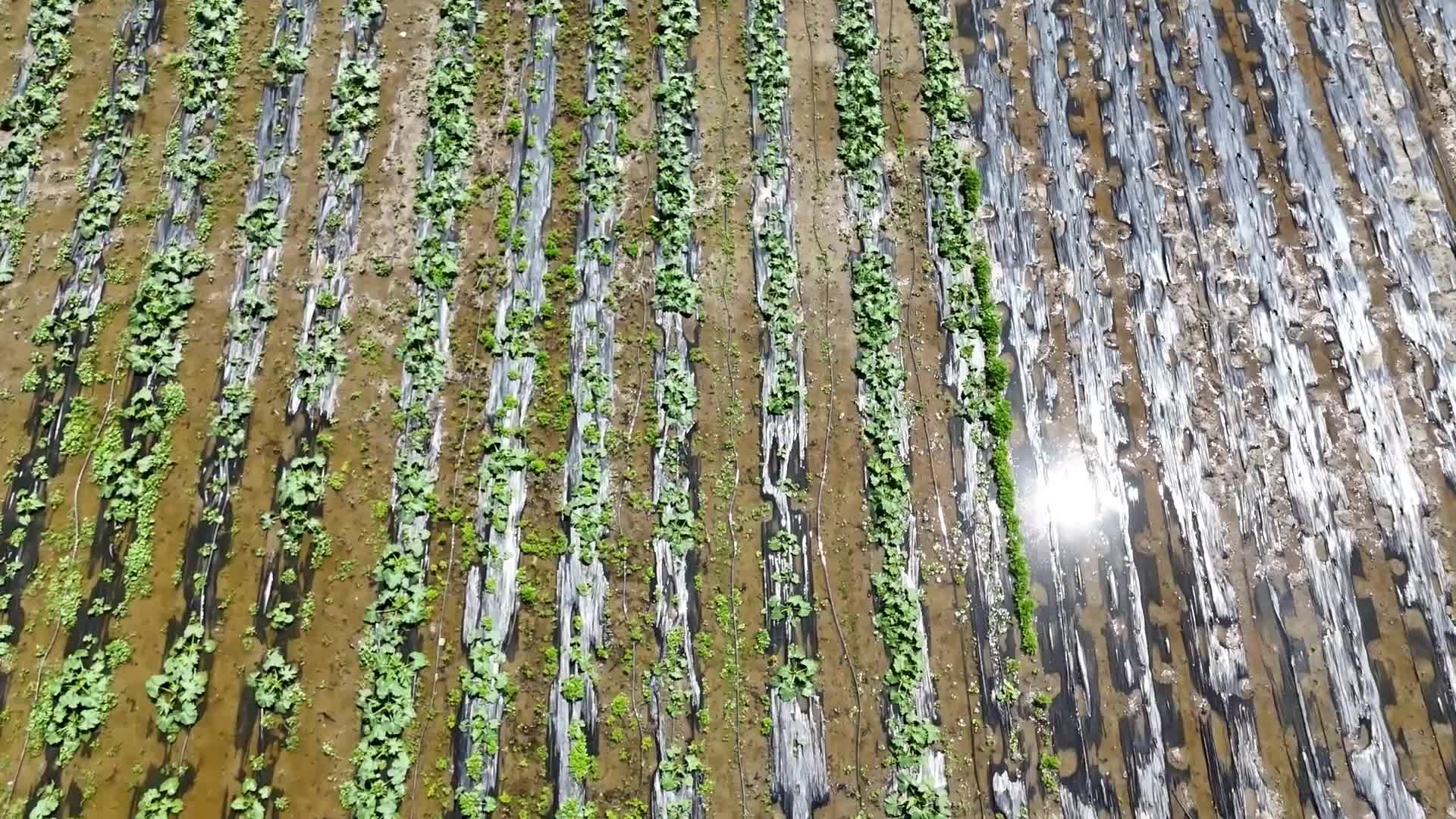 Amasya'da seralar sular altında kaldı