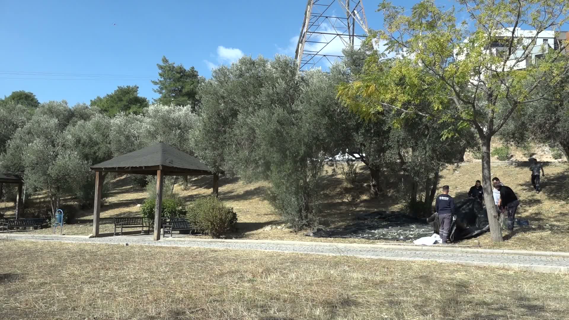Bornova'da park ve yeşil alanlardan toplanan zeytinlerin yağı ihtiyaç sahibi ailelere ulaştırılacak