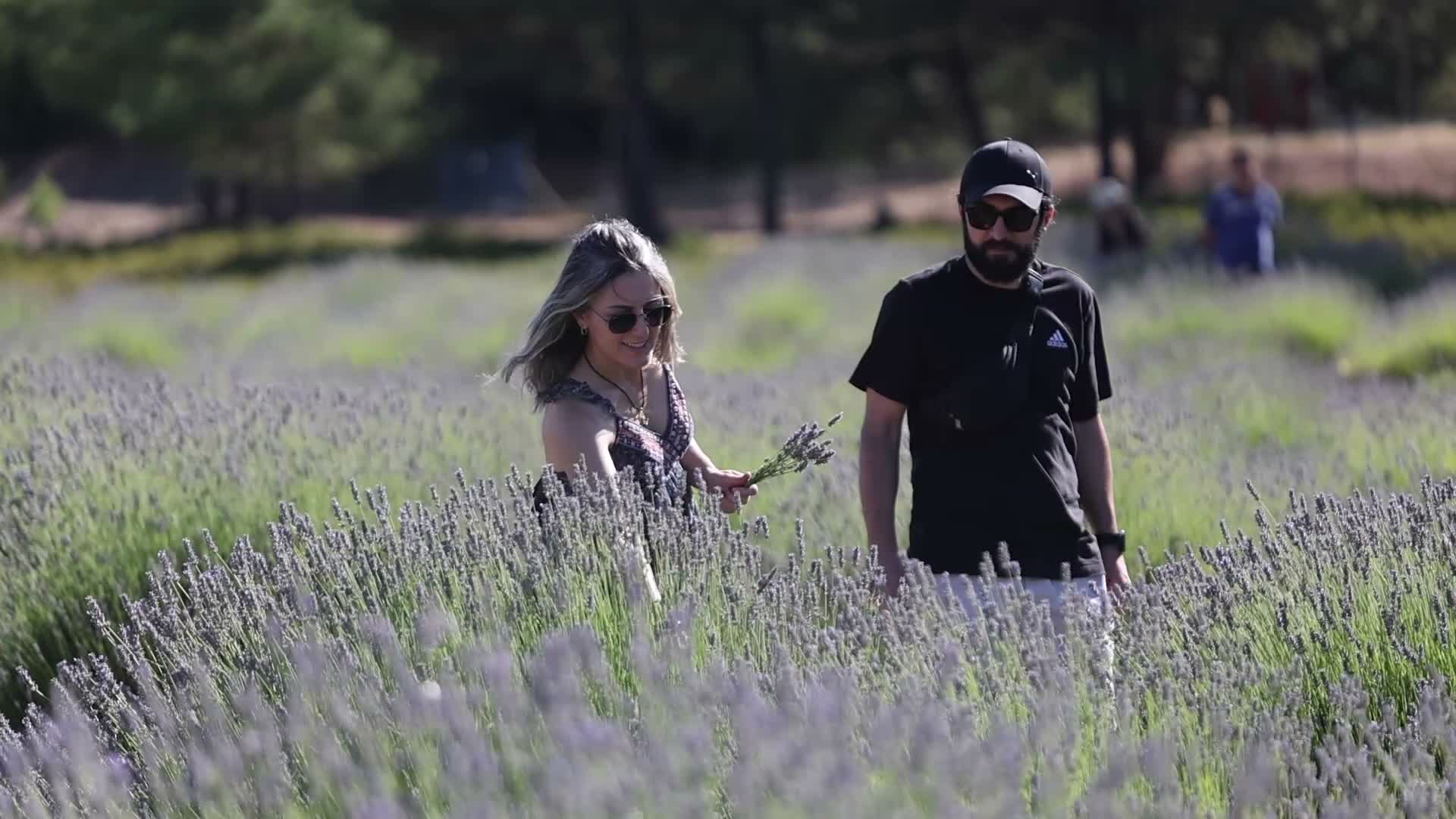 Muğla Koku Vadisi’nde lavanta hasadı şenlikle başladı