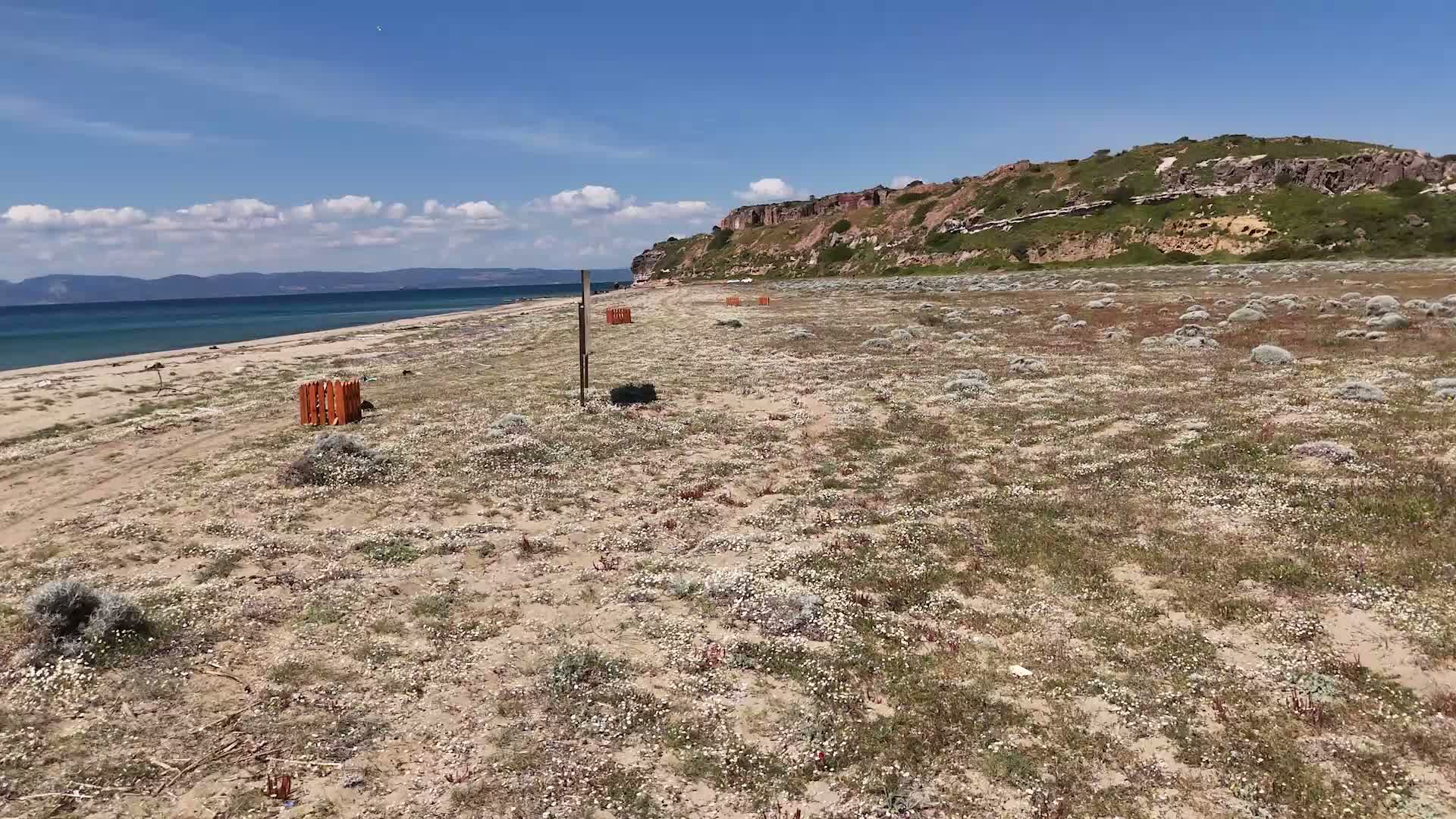 Ayvalık Belediye Başkanı Ergin'den kum zambakları için duyarlılık çağrısı