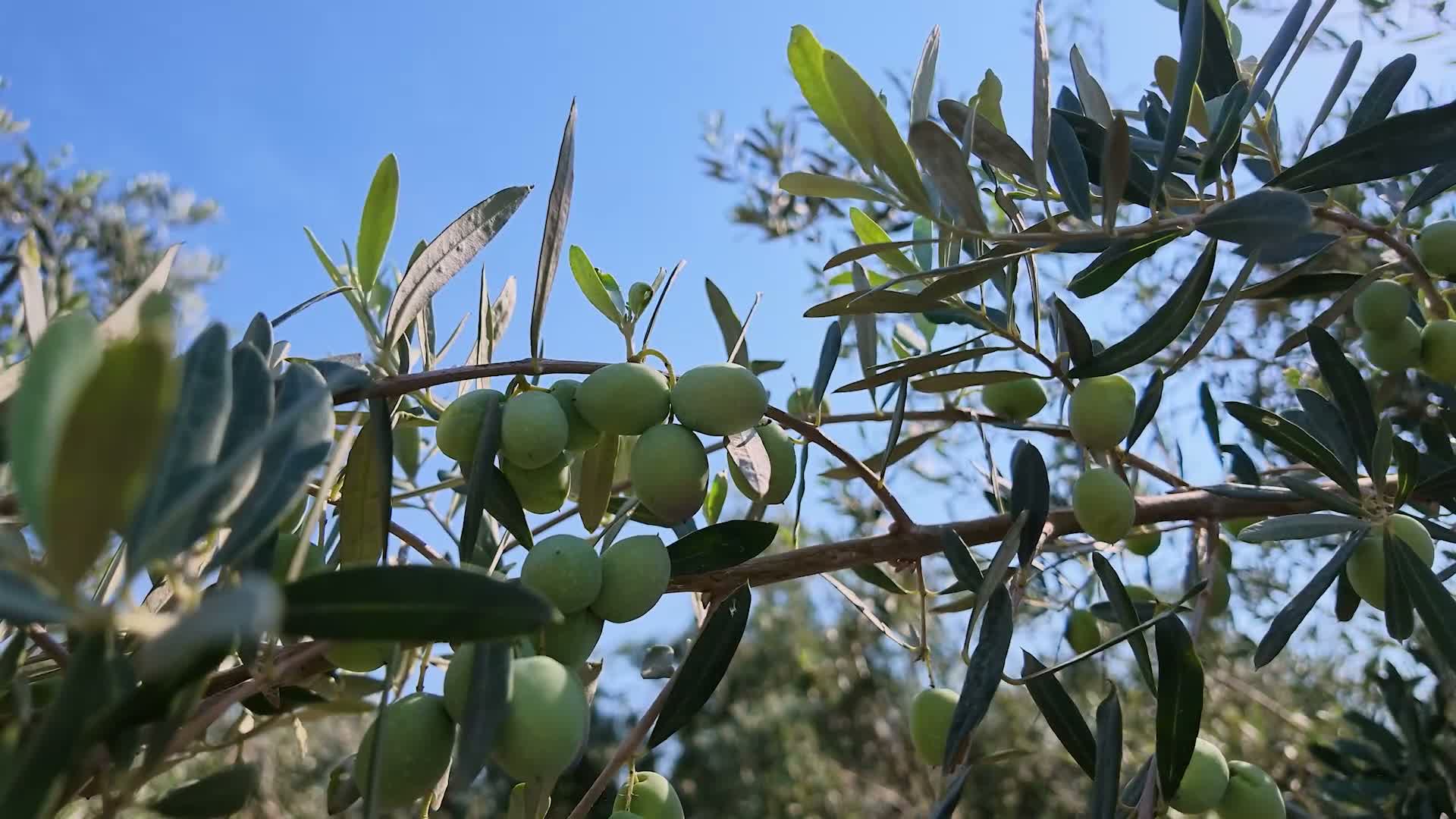 Mersin Büyükşehir Belediyesi’nden 6 bin 657 üreticiye 200 bin 419 zeytin fidanı desteği