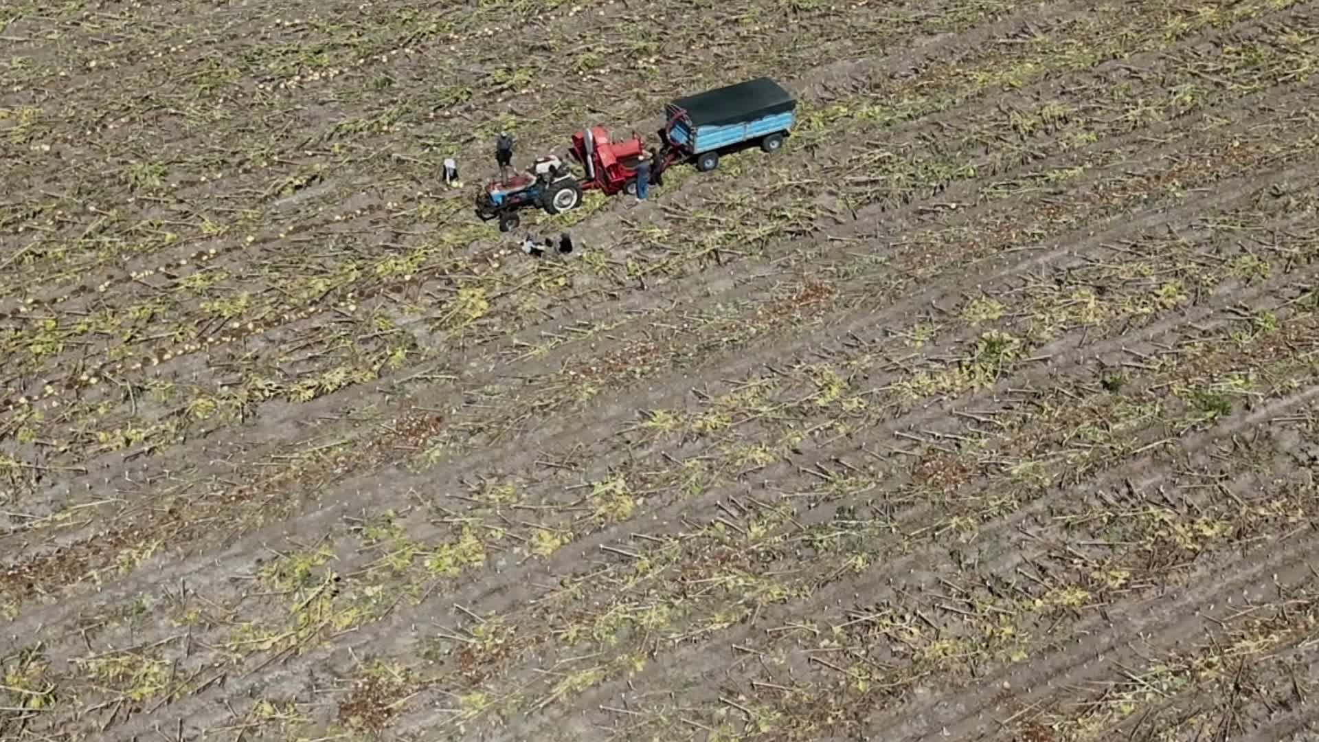 Yozgat’ta ayçiçeği hasadı başladı, fiyat belirsizliği devam ediyor