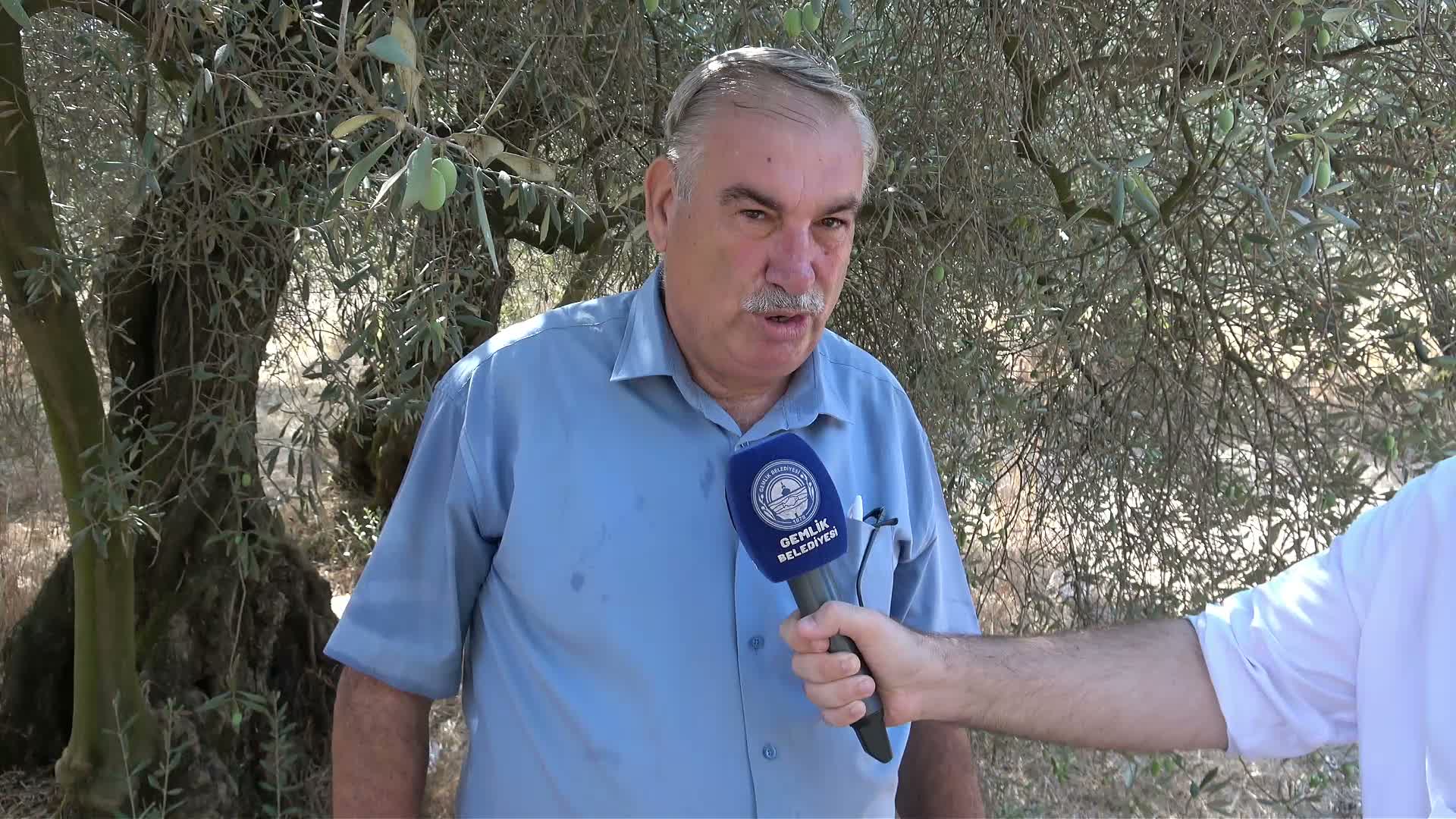 Gemlik'te "Zeytin Rotası Keşif Yürüyüşü" düzenlendi