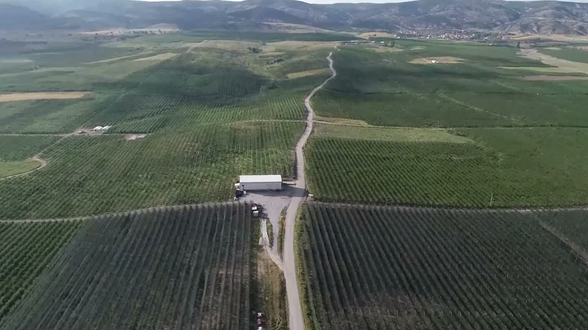 Yozgat'ta yağışlar meyve rekoltesini yükseltti, rekor hasat bekleniyor
