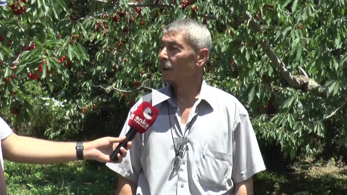 “Böyle giderse ağaçlarımızı köklemek zorunda kalacağız"