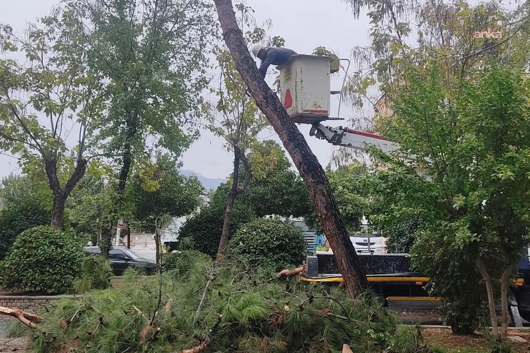 Efeler Belediyesi'nden parklarda budama çalışması