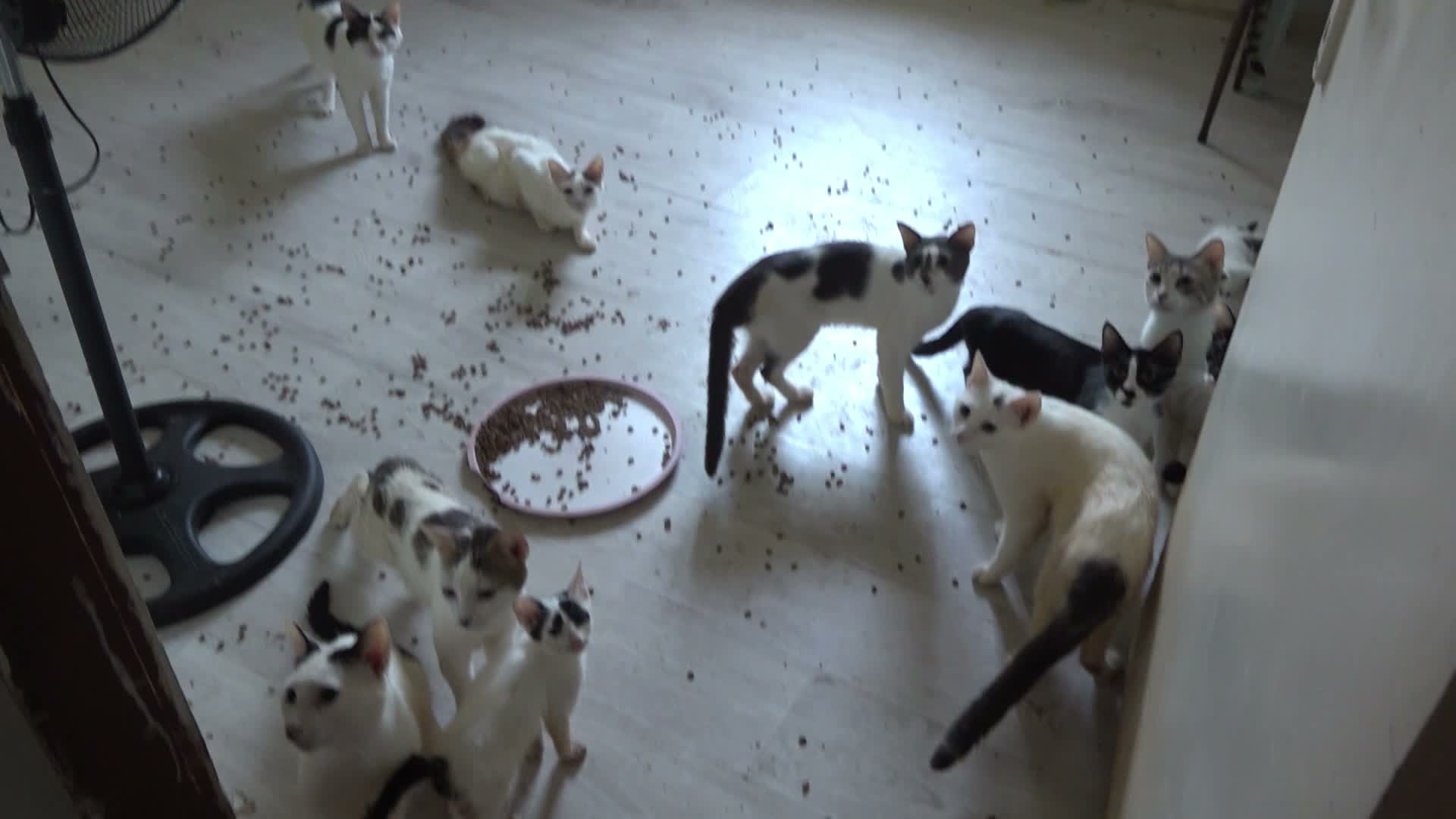 Çöp ev diye gittiler, kedi evi çıktı