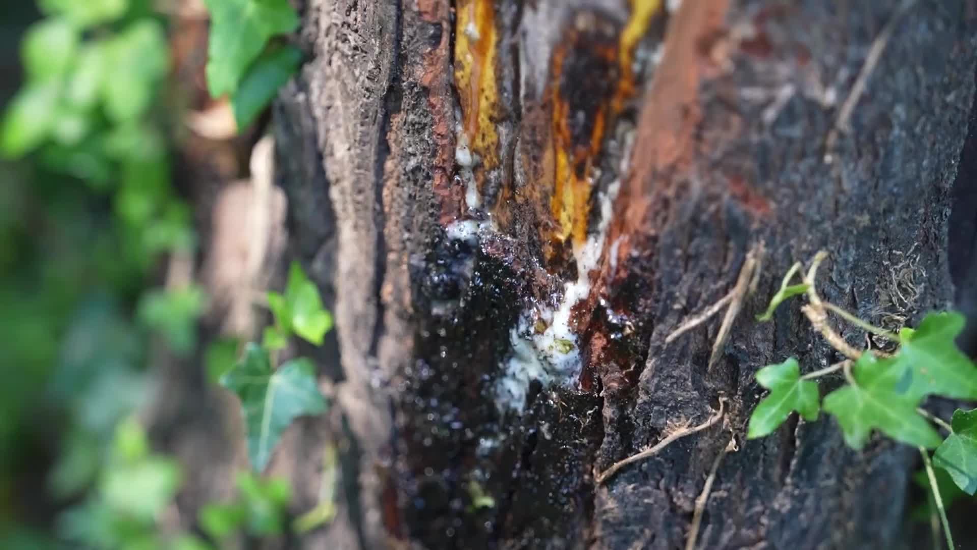 Muğla Köyceğiz’de sığla yağı üretimi başladı