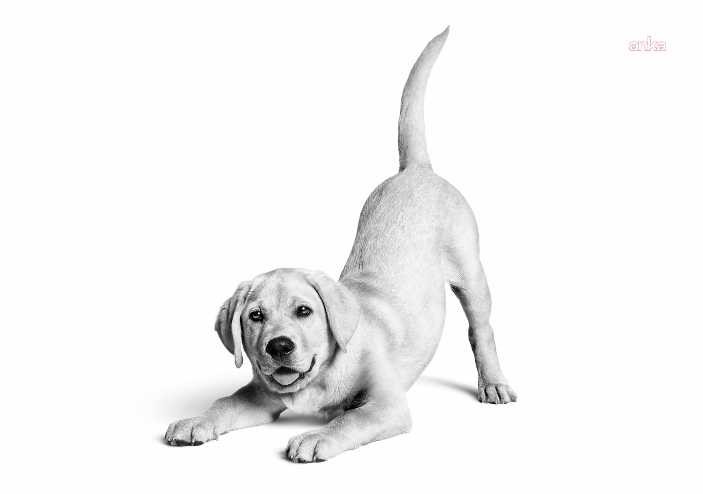 Royal Canin Türkiye’de 10. yılını kutluyor... Marka, 6,4 milyon kedi ve köpeğe ulaştı