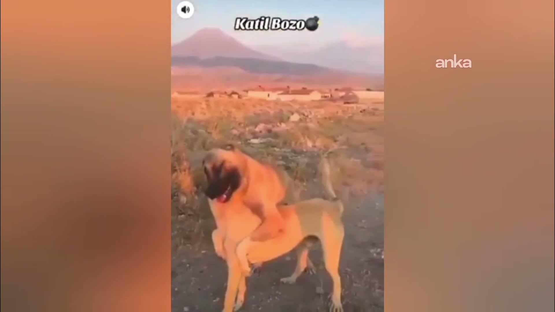 Aksaray'da köpek dövüşü yaptıran 3 kişi gözaltına alındı