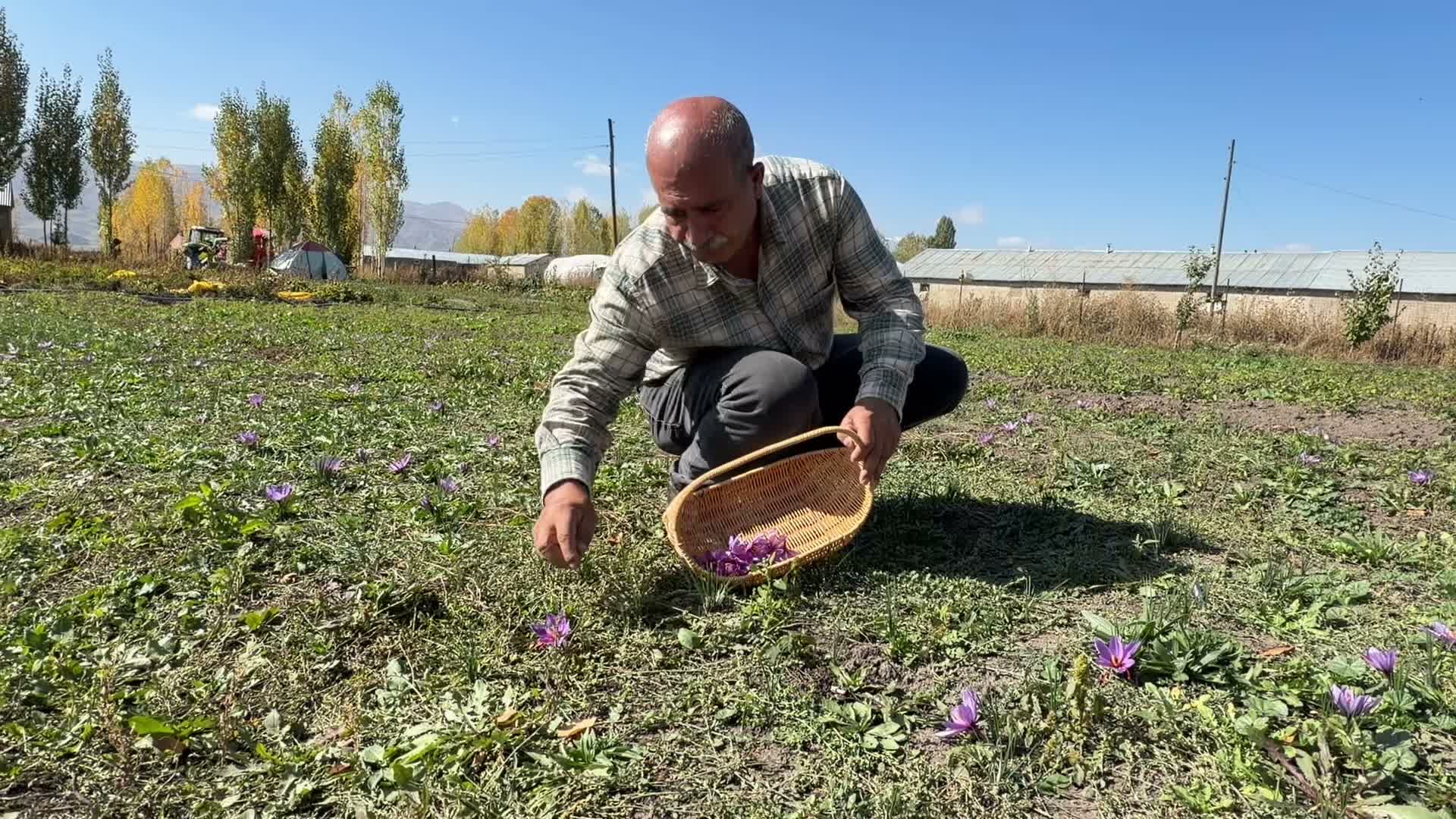Hakkari’de 3 yıl önce çiftçiliğe başlayan Erişmiş, kilosu 900 bin liraya ulaşan safran yetiştiriyor
