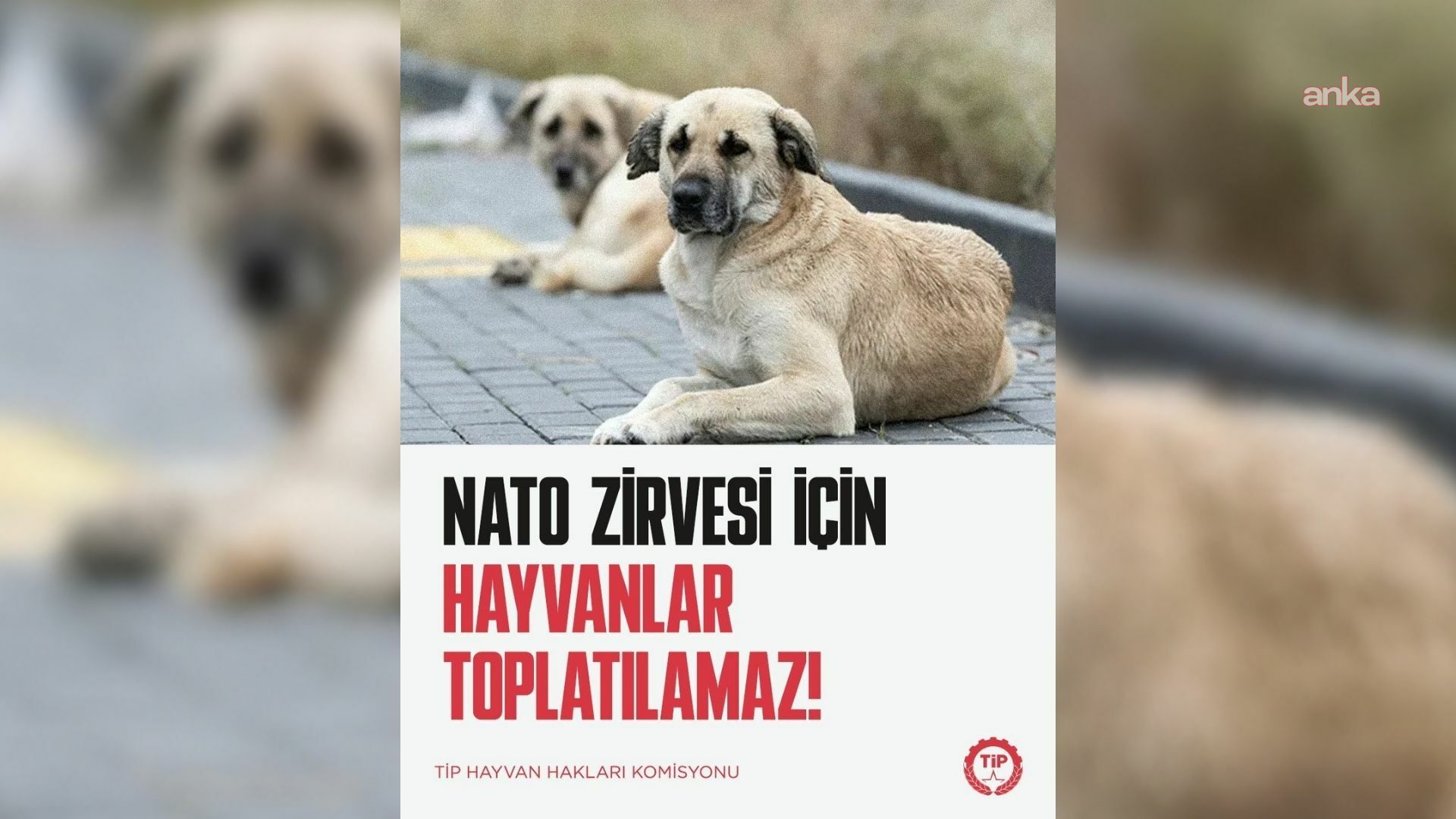TİP: NATO Zirvesi için hayvanlar toplatılamaz
