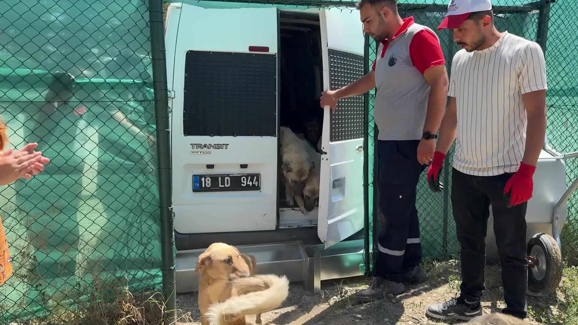 İçişleri Bakanı Çiftçi: "Yıl sonuna kadar sokak köpeği sorunu bitecek"