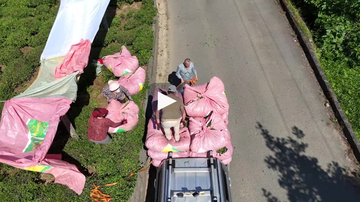 Rize’de çay üreticilerin isyanı: “1 kilo çayla 2 ekmek bile 