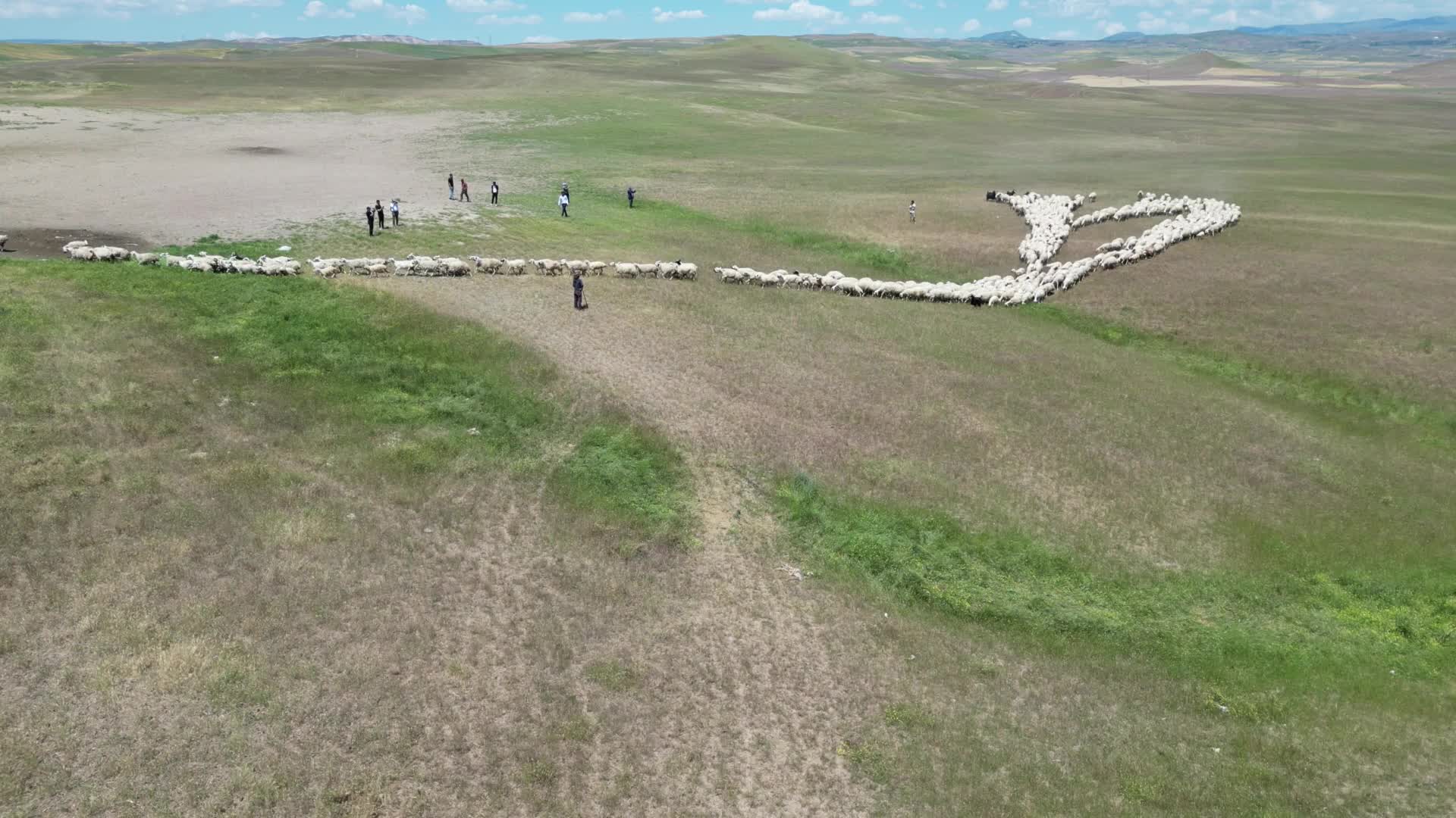 Yayla sezonu gecikmeli başladı: Yetiştiriciler Sarıçiçek Yaylası'nın yolunu tuttu