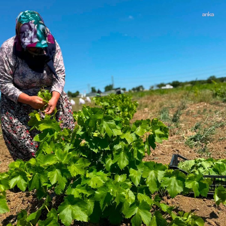 Silivri TÜRAM’da katma değer üreten çalışmalar sürüyor