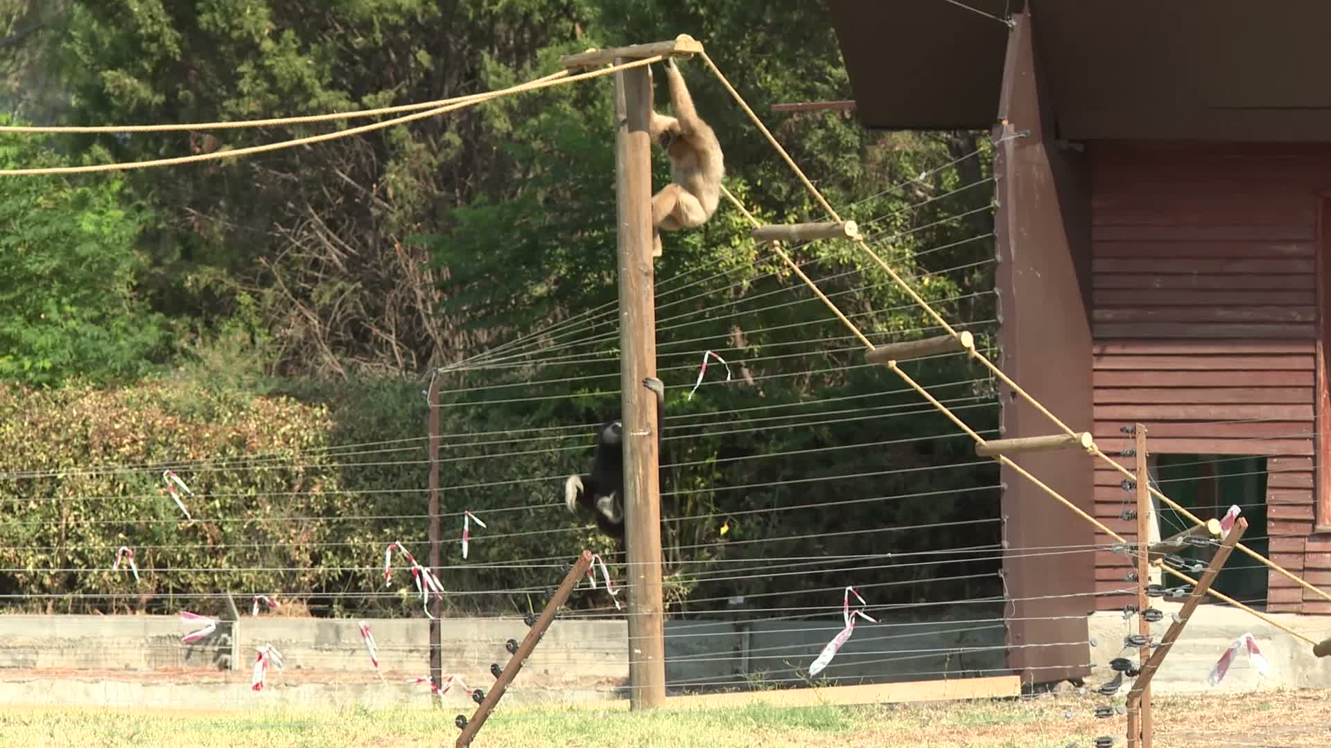 İzmir Doğal Yaşam Parkı’nın yeni sakinleri: "Gibonlar"