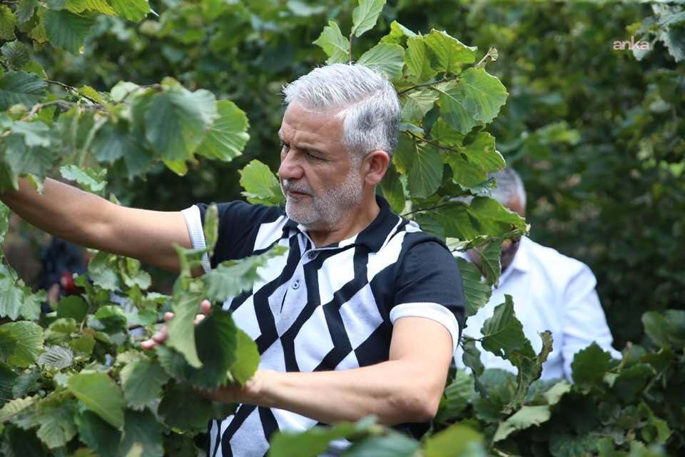Altınordu Ziraat Odası Başkanı Akça: “Serbest piyasada fındık üreticisine 160-170 lira fiyat dayatılması kabul edilemez"