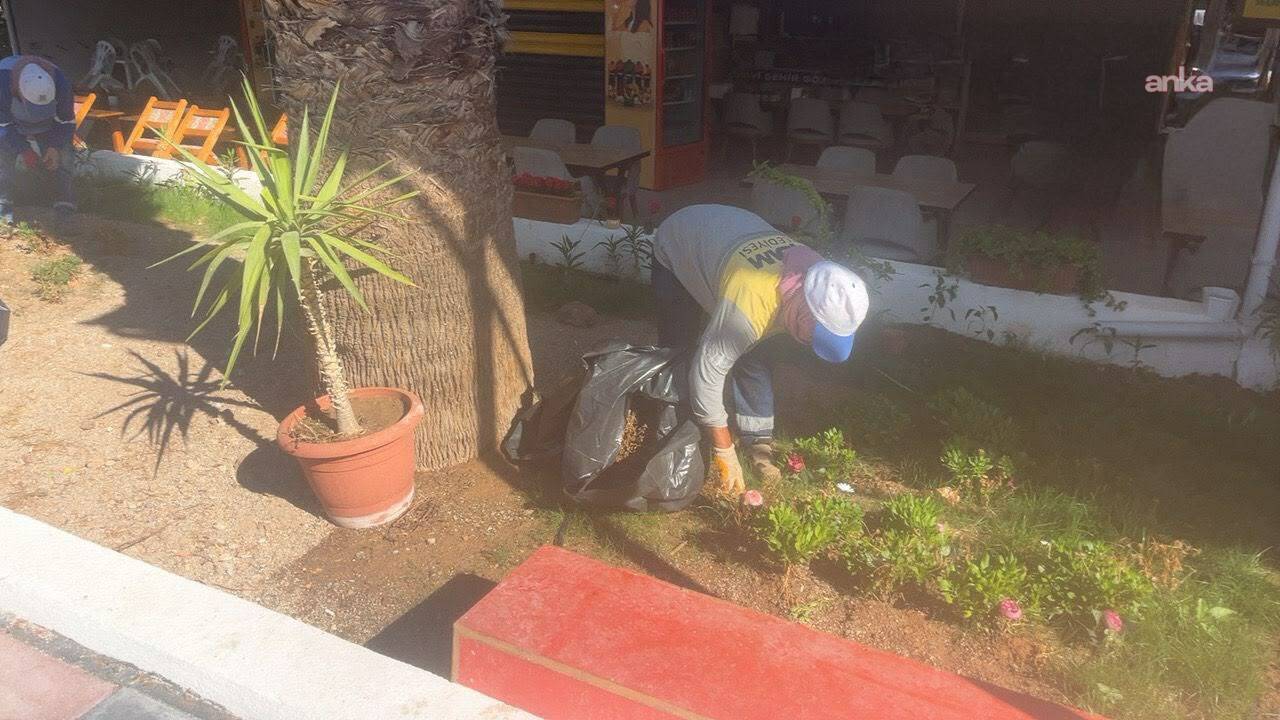 Didim Belediyesi, kendi ürettiği çiçekleri toprakla buluşturuyor