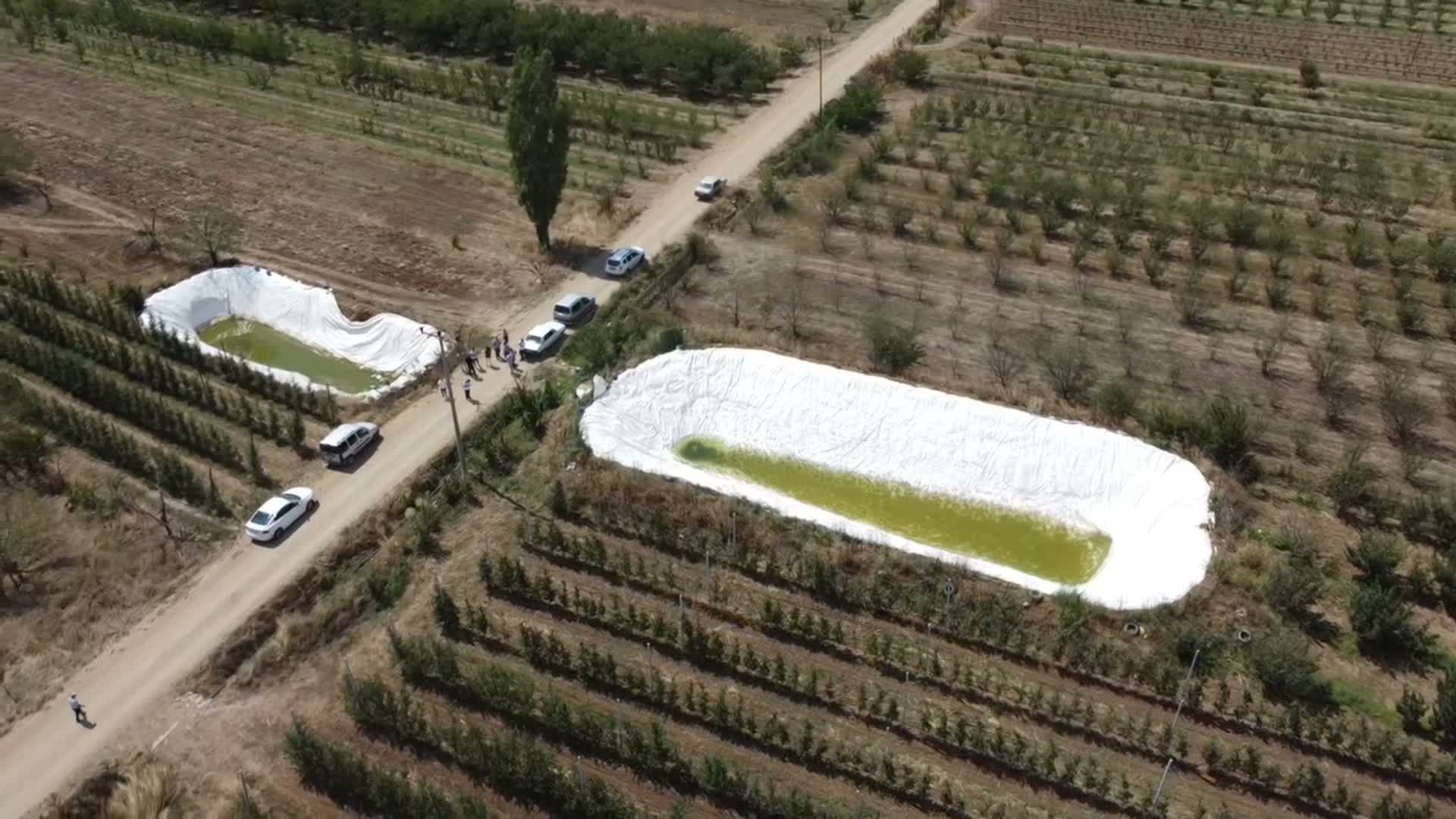 Elma ağaçları susuzluktan kurudu