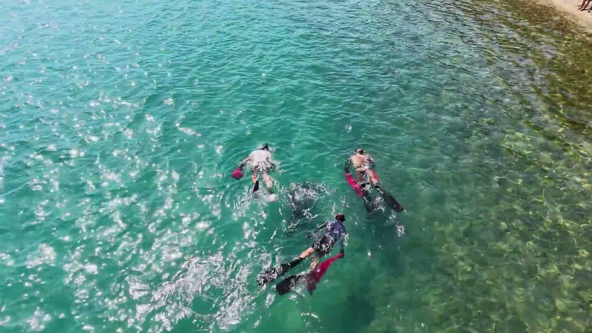 Bodrum’da denizdeki atıkların arasından taş mercan ve bebek ahtapot çıktı