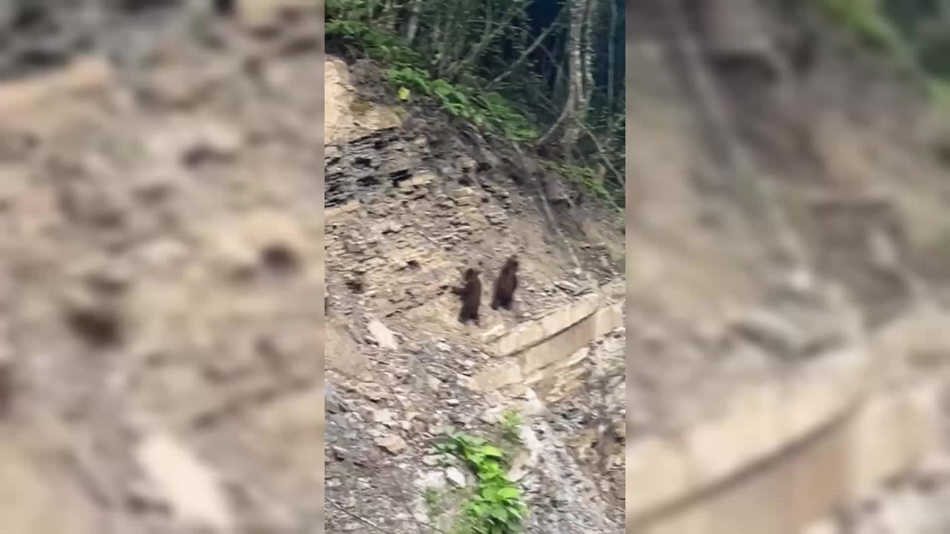 Sinop ormanlarında yavru ayılar kameralara yakalandı