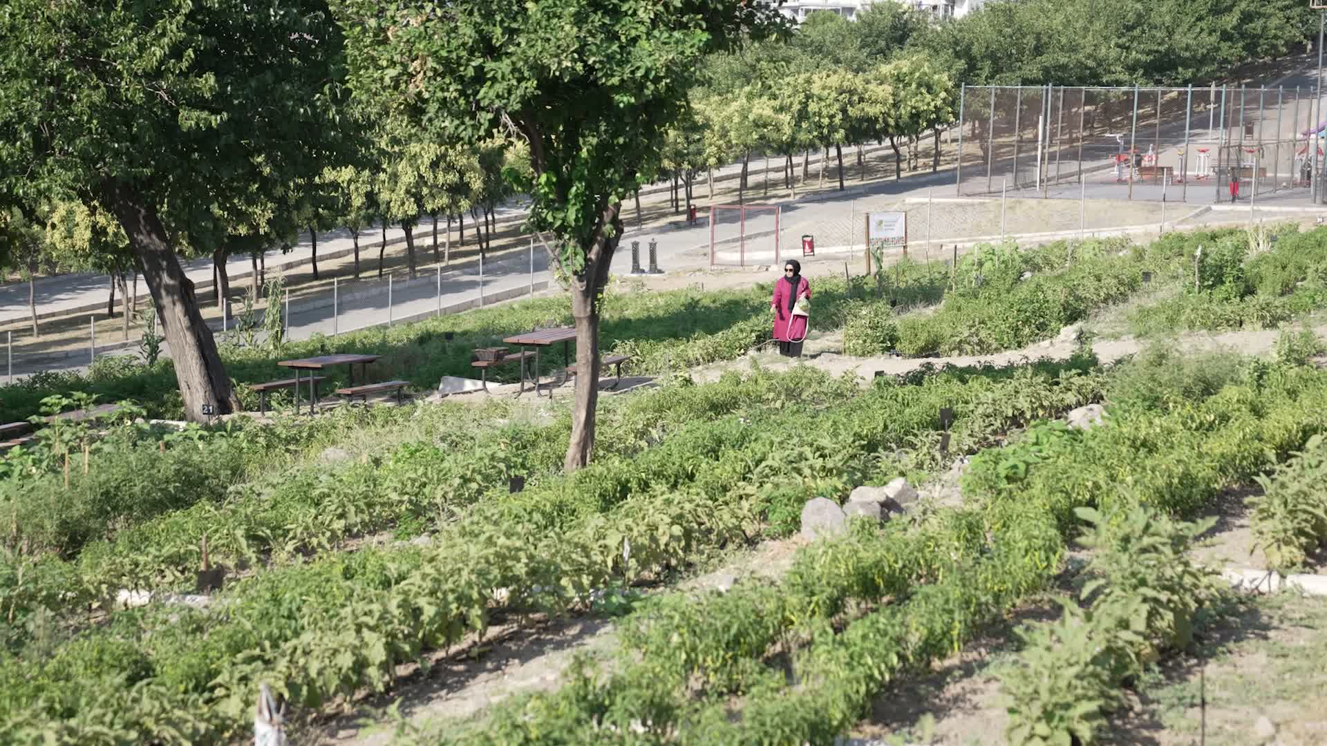 Toprakla buluşan kadınların hasat sevincine, Başkan Tugay da ortak oldu
