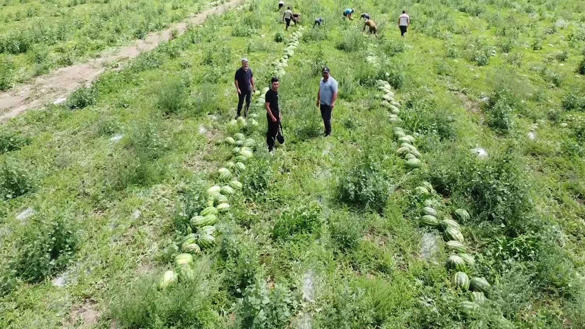 Karpuz hasadına başlayan Yozgatlı üretici: “Çiftçiliğin sürdürebilir bir tarafı kalmamış”