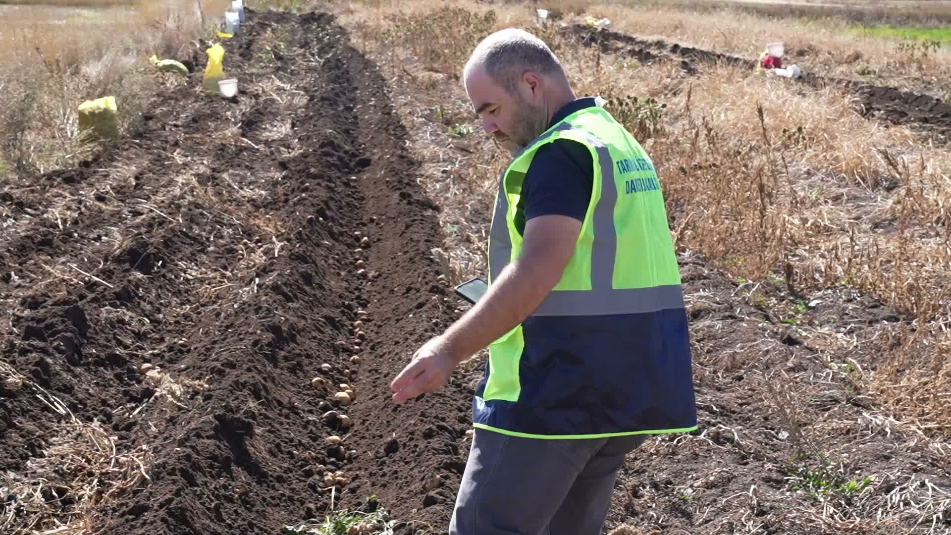 Korkuteli'nde biyolojik mücadele için yetiştirilen patatesler hasat edildi