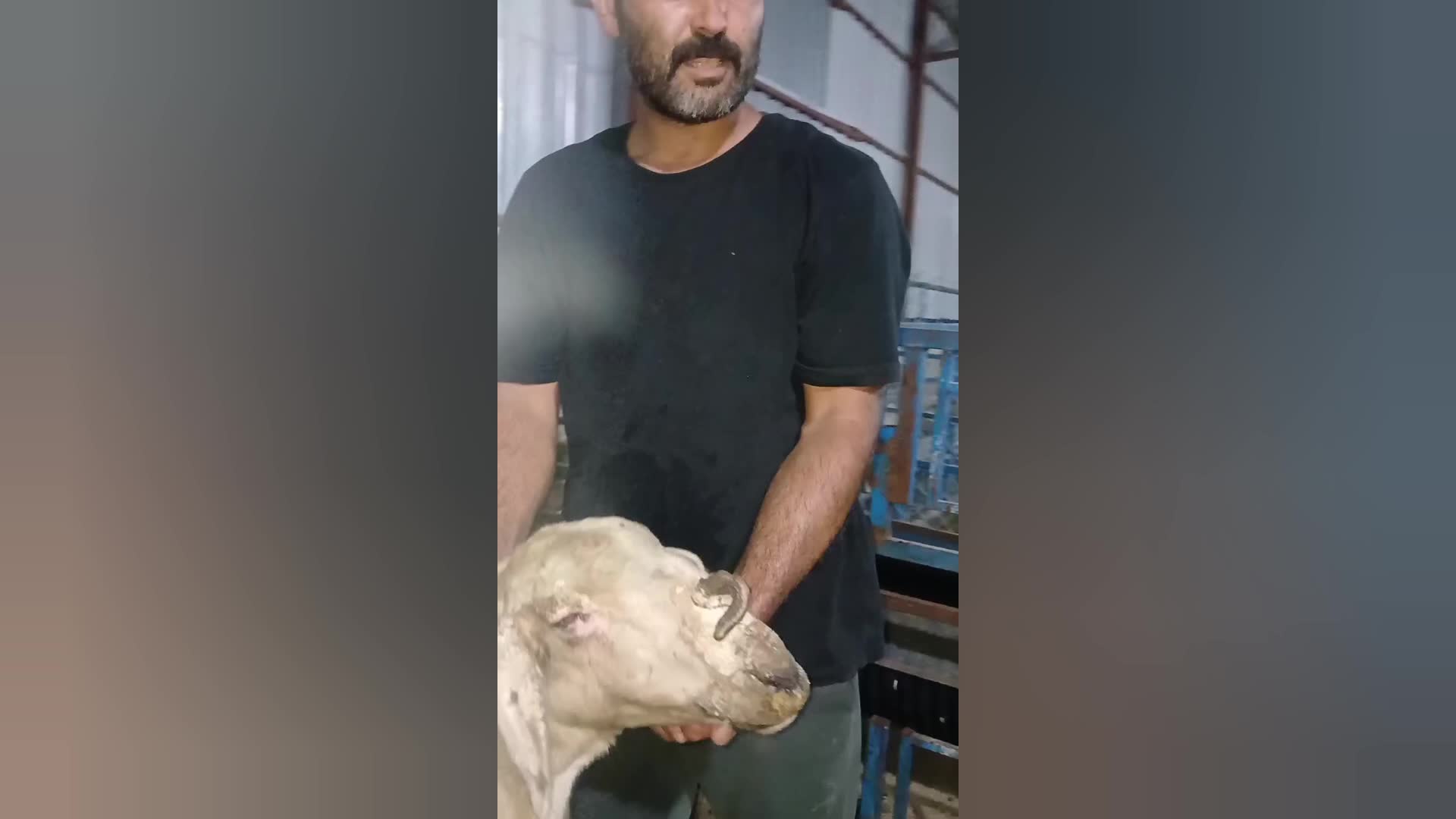 Burnunda boynuz çıkan keçi görenleri şaşırttı