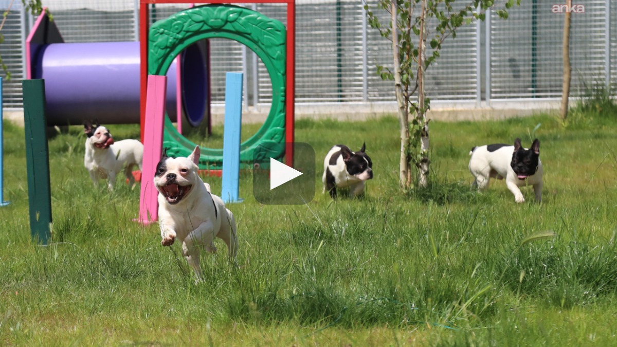 Köpek Sahiplendirme Festivali: İlk gün 27 can dost yeni yuvasına kavuştu