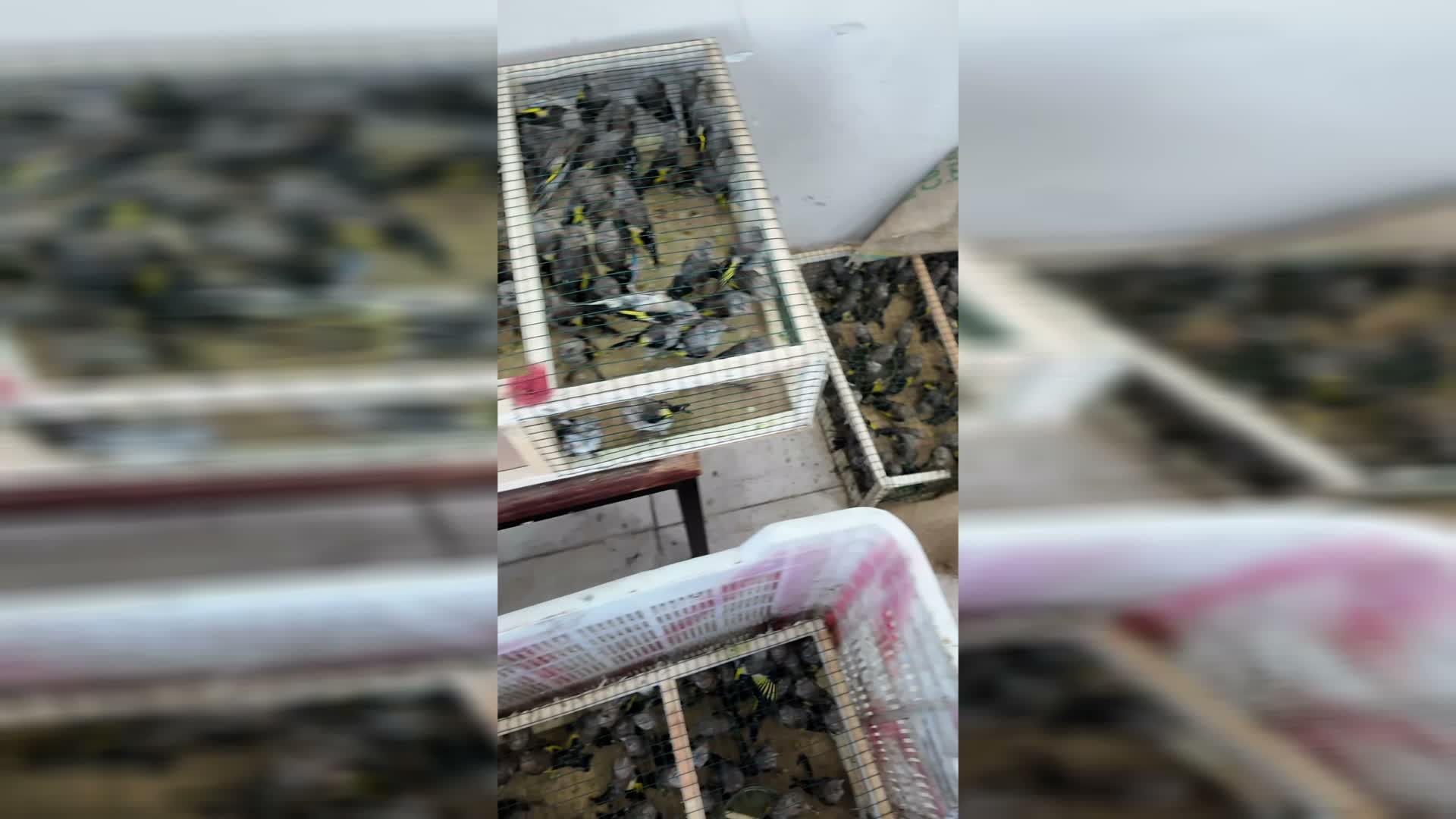 Yasa dışı yollarla yurt dışına çıkarılmak istenen 350 saka kuşuna el konuldu