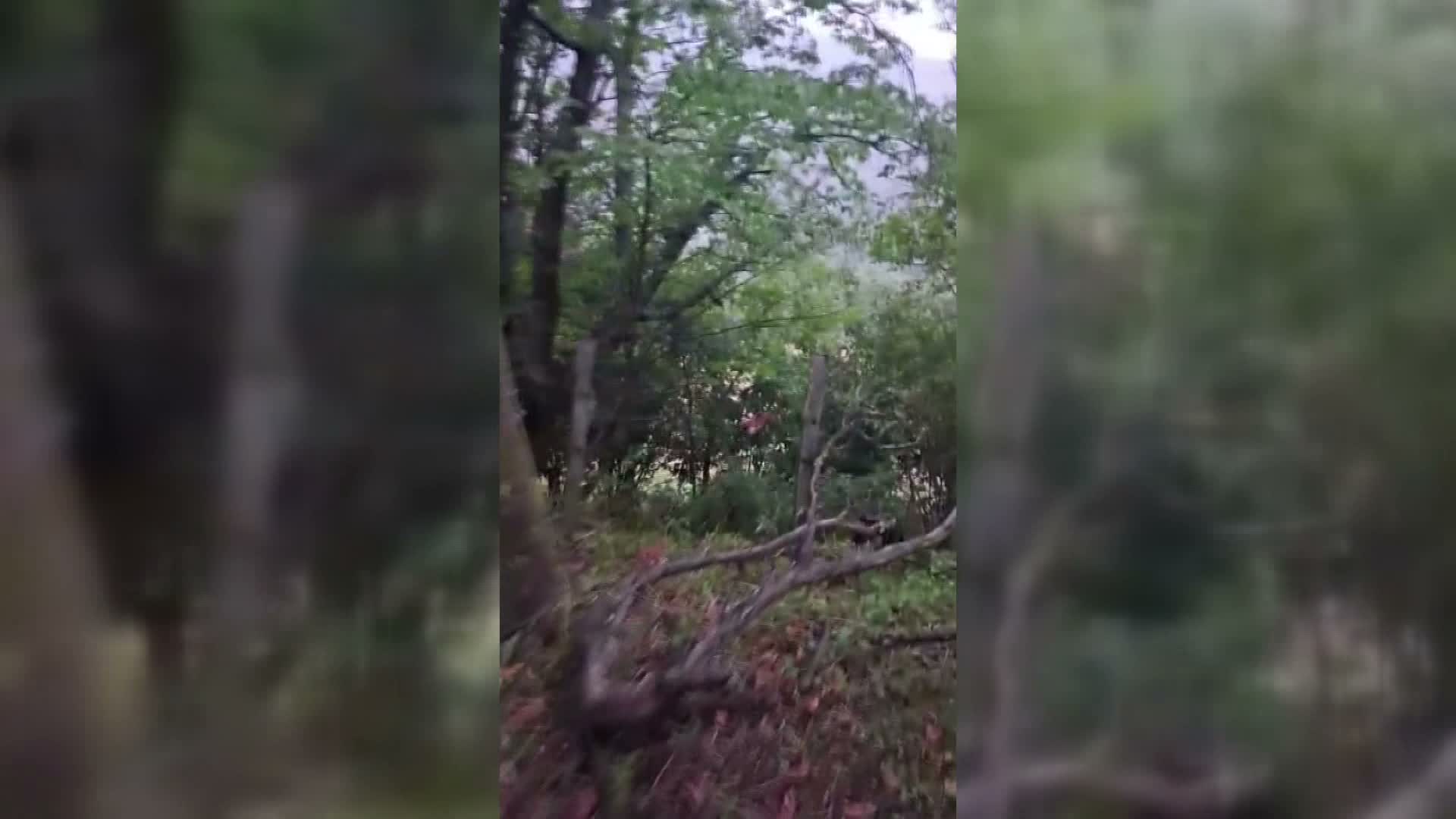 Sinop’ta tellere takılan sincap kurtarıldı