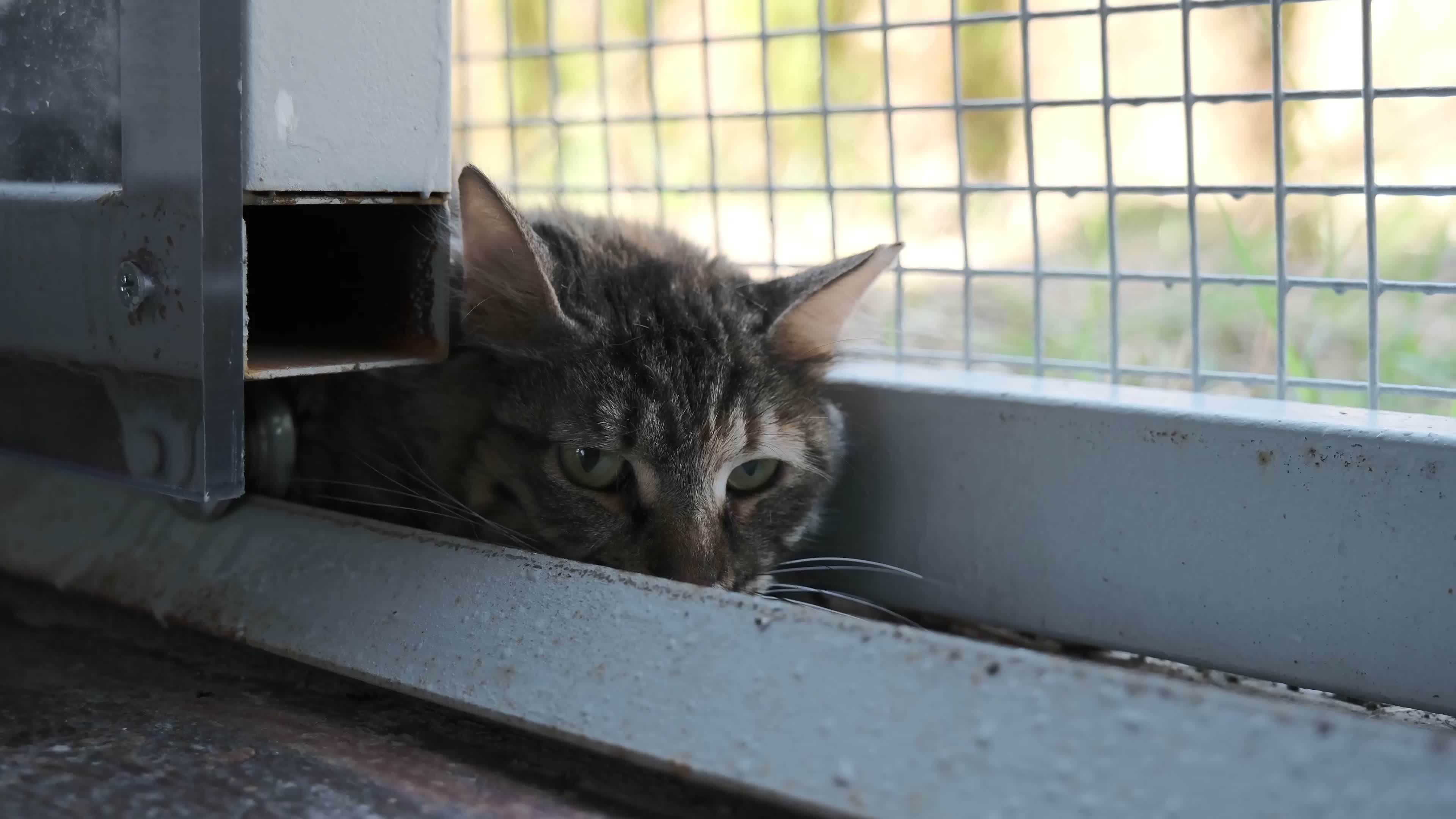 İzmir’de Engelli Kedi Evi açıldı