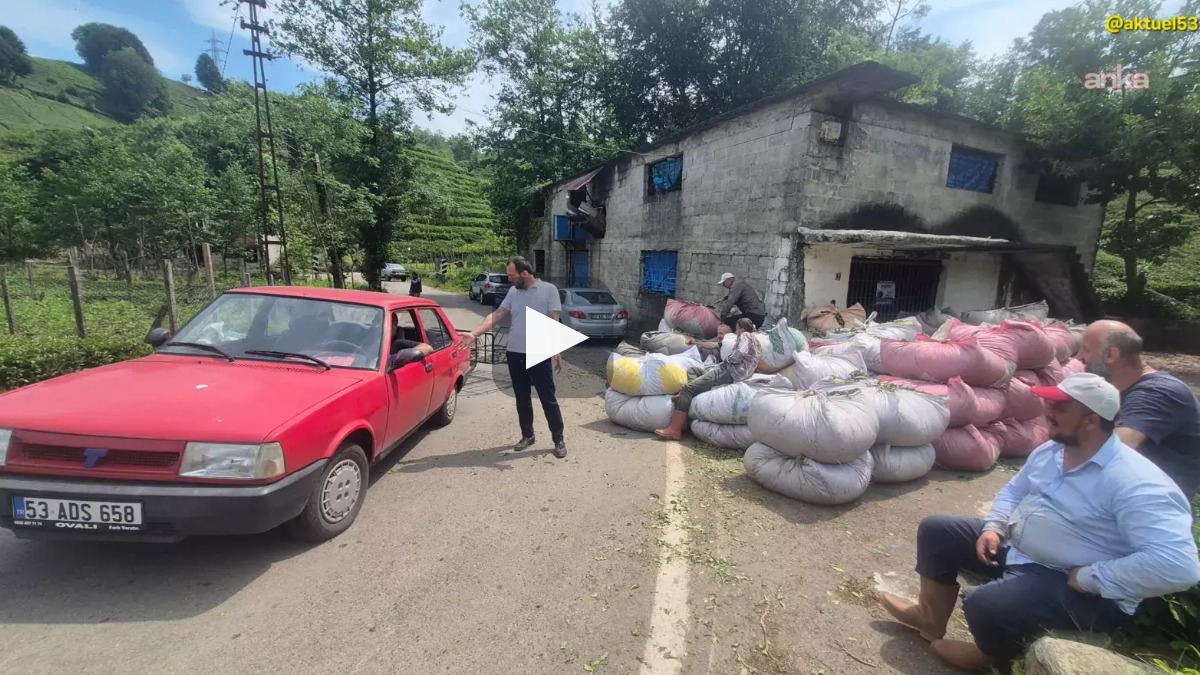 Çay üreticisinin pişmanlığı: AK Parti'ye oy verdiğim için bu işin suçlusu benim