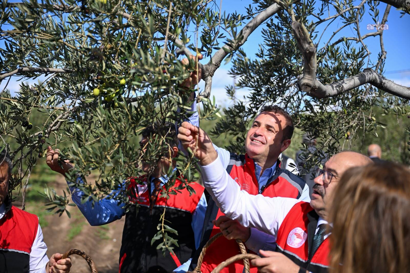 Balıkesir Büyükşehir Belediye Başkanı Akın, Altınova'da zeytin hasadına katıldı
