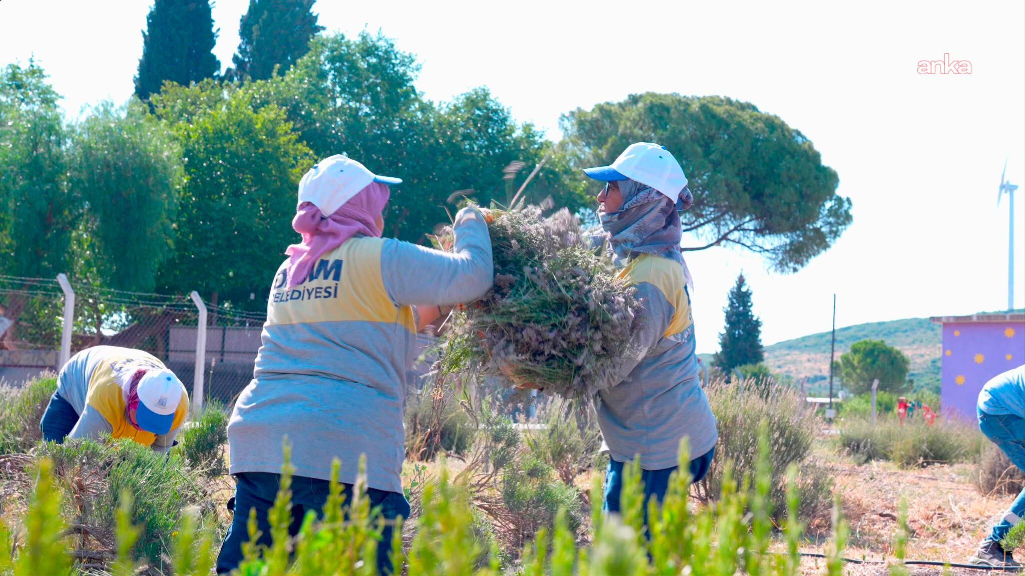 Didim Belediyesi'nden Akköy Fidanlığı'nda lavanta hasadı