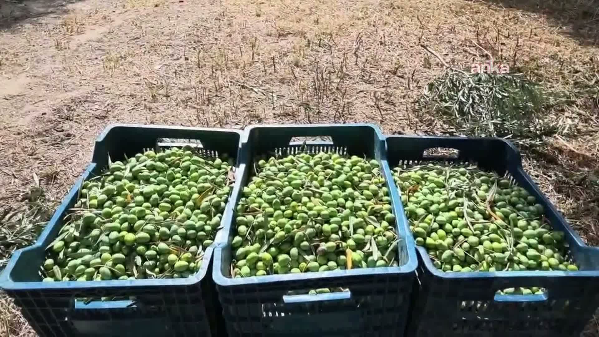 Zeytin üreticisi dertli: Maliyetler artıyor, zeytin fiyatı düşüyor
