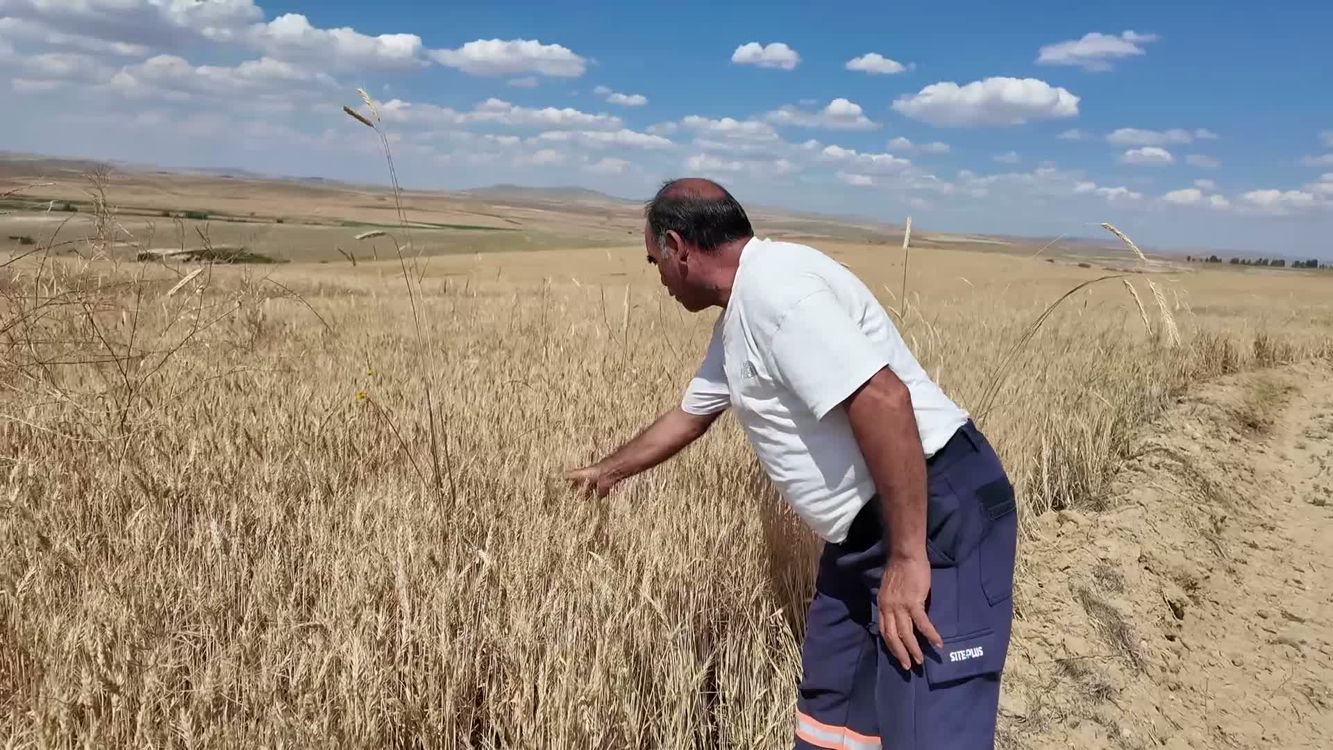 Çiftçiden hasat öncesi fiyat isyanı: "Biçmek bile istemiyoruz"
