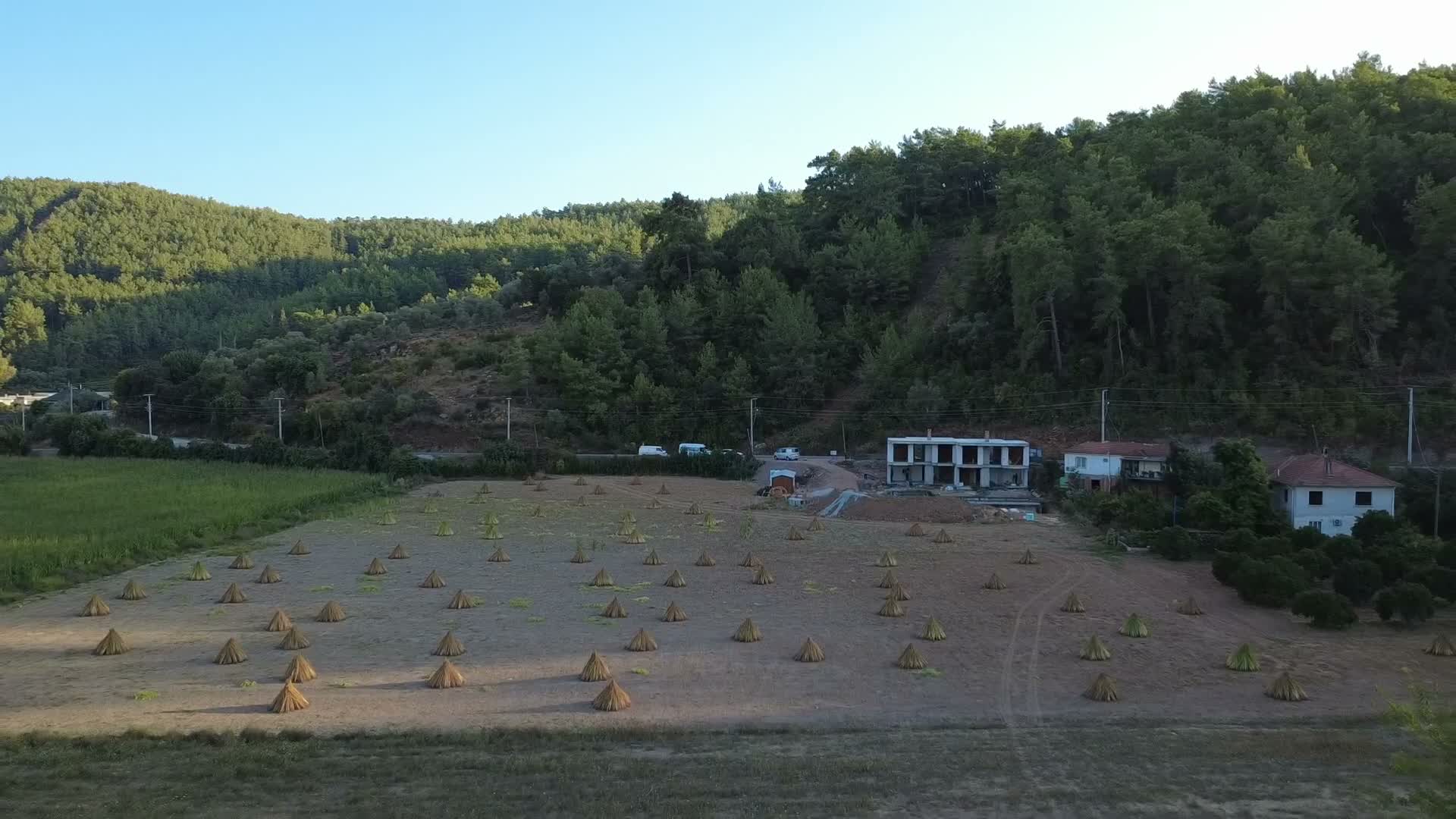 Gökova’da susam hasadı başladı: Yalabuk Ovası gümüllerle doldu