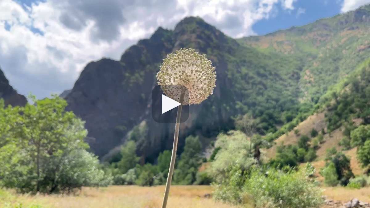 Tunceli Dağ Sarımsağı'nı koparmanın bedeli 700 bin lira