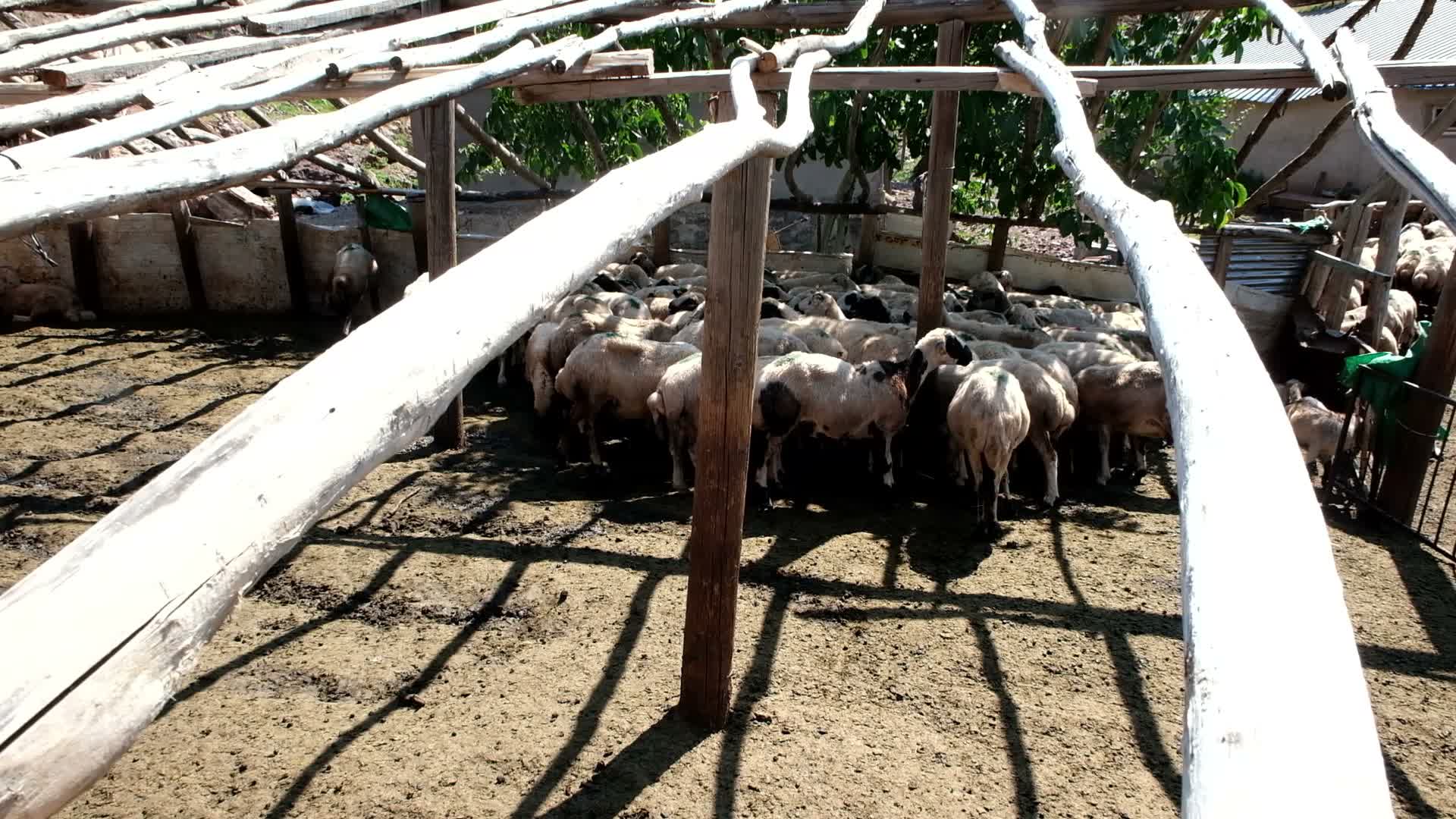 Tunceli’nin en büyük küçükbaş hayvan üreticilerinden Meral Kanar, yayla sorunlarına isyan etti: “Bir ay içinde 30-40 malım telef oldu"