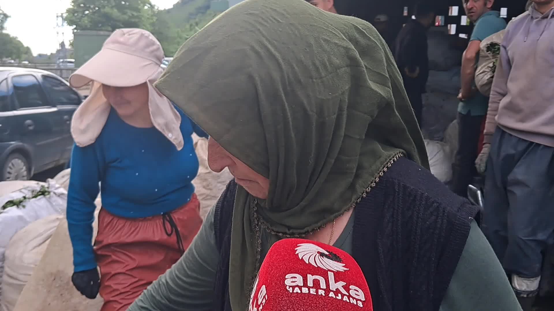 Hopa'da ÇAYKUR'a kontenjan tepkisi: "Masraf çok, alım yok"