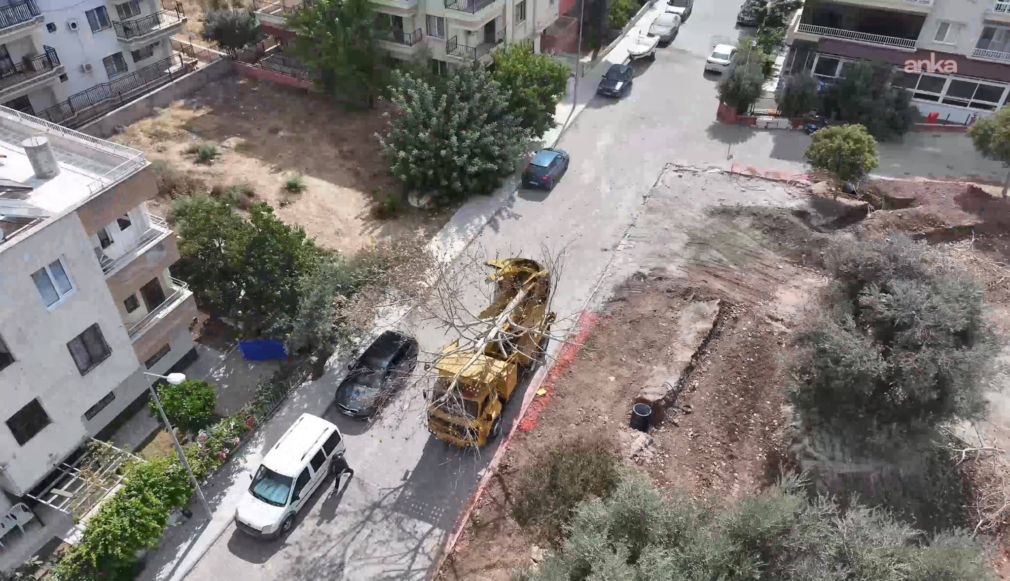 Didim’de Kaykay Parkı yapılıyor, ağaçlar korunuyor: İki ağaç başka bir alana taşındı