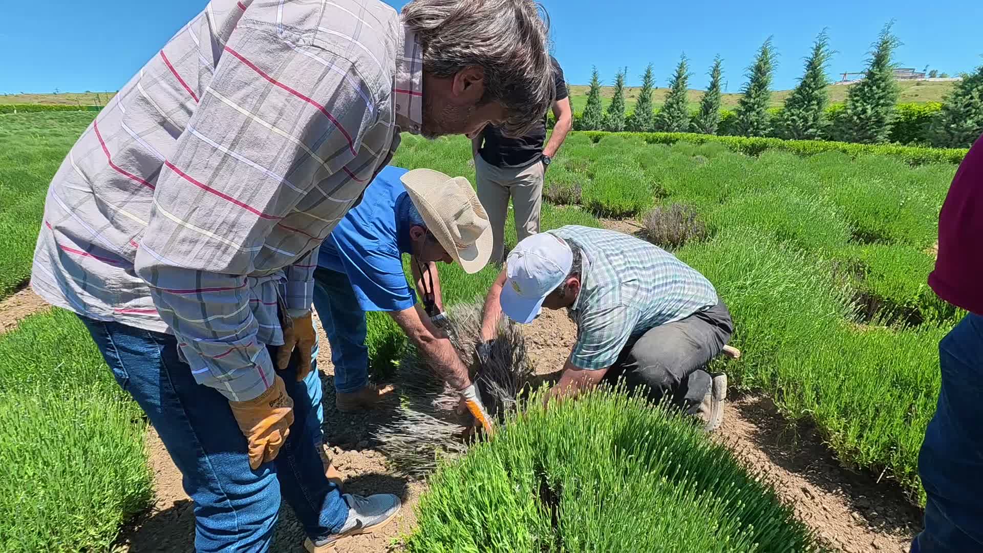 Yozgat’ta lavanta üreticileri pazar bulamıyor, ihracat kapılarının aralanmasını bekliyor